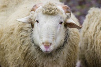 Portrait of a Waldschaf ram, Ovis gmelini aries