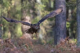 One Eurasian Eagle Owl, Bubo bubo, flying thru a forest with ferns on the ground