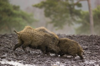 Two wild boars or wild pigs (Sus scrofa) fight in a clearing on a foggy day