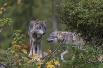 Two eurasian gray wolf (Canis lupus lupus) standing on a small hill between fall foliage