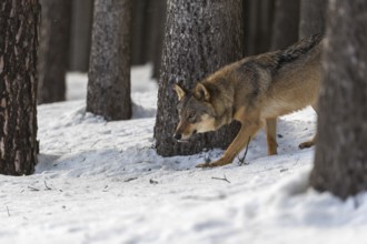One male eurasian gray wolf (Canis lupus lupus) walking thru deep snow in a forest