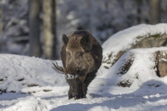 Wild boar or wild pig (Sus scrofa), walking through snow covered forest