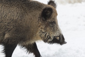 Wild boar or wild pig (Sus scrofa), walking on snowy ground, trees in the background