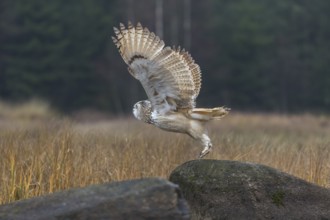 One Siberian Eagle Owl (Bubo bubo sibiricus) lifting off of a rock between tall reed grass
