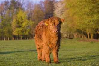 One Highland calf (Bos primigenius) taurus) stands on a meadow
