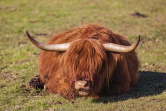 One Highland cow (Bos (primigenius) taurus) rests on a meadow
