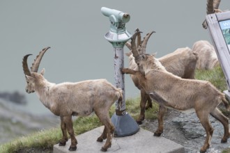 Some ibex (Capra ibex) walking along the Grossglockner High Alpine Road, looking interested on the