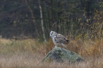 One Siberian Eagle Owl (Bubo bubo sibiricus) sitting on a rock between tall reed grass lakeshore on