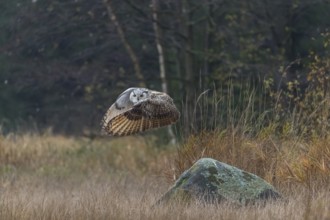 One Siberian Eagle Owl (Bubo bubo sibiricus) flying over tall reed grass lakeshore on an autumnal