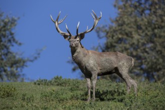 Red Deer stag at the rutting season, mud covered.. Sky in background