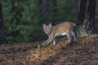 One young Eurasian lynx, (Lynx lynx), walking thru a forest. Green vegetation around him
