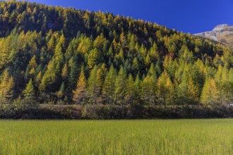 Little pond of the Malta river with a mountain forest in fall foliage on a bright sunny morning.