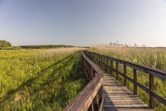 Boardwalk through the Narew Nationalpark in NE Poland. Tall reed grass on a clear and sunny day