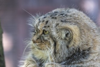 Portrait of a Pallas's cat (Otocolobus manul) or Manul. Near Threatened species on the IUCN Red