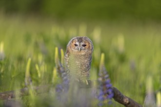 One young Ural owl (Strix uralensis) sitting on a branch lying in a field of flowering lupines in