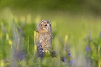 One young Ural owl (Strix uralensis) sitting on a branch lying in a field of flowering lupines in