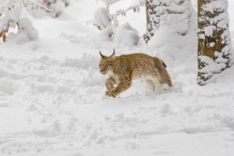 One young male Eurasian lynx, (Lynx lynx), walking through deep snow covered undergrowth in a