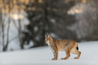 One young male Eurasian lynx, (Lynx lynx), standing on a snow covered meadow with a forest in the