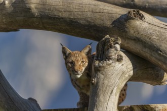 One Eurasian lynx, (Lynx lynx), resting high up on a dead tree. Side view with mountains in the
