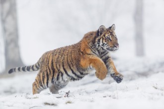 One young Siberian Tiger, Panthera tigris altaica, running thru an open forest with dense fog in