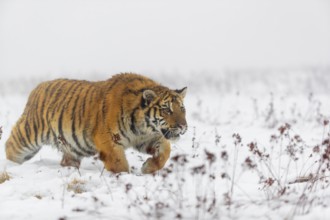 One young Siberian Tiger, Panthera tigris altaica, running over snowy meadow with dense fog in the