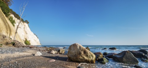 Beach with boulders and uprooted trees at the chalk cliffs of Møns Klint on the Baltic Sea, Møn