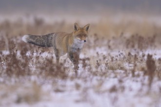 Red fox (Vulpes vulpes), foraging in a meadow covered with snow, biosphere reserve, Swabian Alb,