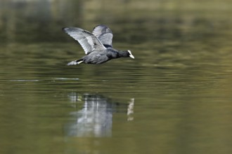 Eurasian Coot (Fulica atra), adult bird flying over the water, Flachsee, Canton Aargau,