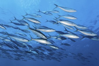 School of rainbow mackerel (Elagatis bipinnulata) swimming in the open sea, Great Barrier Reef,