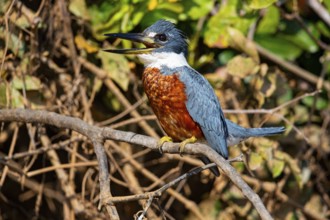 Ringed kingfisher (Ceryle torquata) Pantanal Brazil