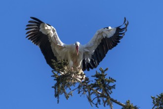 A stork lands majestically on a tree under a blue sky, white stork (Ciconia ciconia), wildlife,
