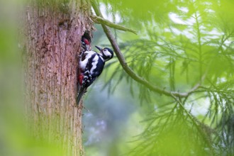 Great spotted woodpecker (Dendrocopos major), almost fledged juvenile bird beggingly plucking at
