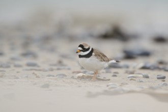 Common ringed plover (Charadrius hiaticula) on the beach, Düne, Helgoland, Schleswig-Holstein,
