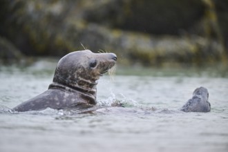 Grey seal (Halichoerus grypus) playing with each other in the water, sea, Düne, Helgoland,