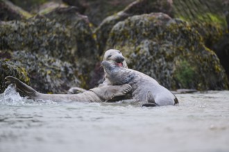 Grey seal (Halichoerus grypus) playing with each other in the water, sea, Düne, Helgoland,