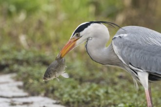 Grey heron (Ardea cinerea) holding a fish in its beak against a green background with intensive