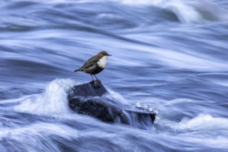 Northern white-throated dipper (Cinclus cinclus cinclus) foraging along frozen stream in winter,