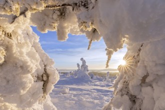 Tykky forest, snow covered spruce trees on the taiga at sunrise in winter, Riisitunturi National