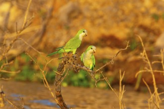 Monk parakeet (Myiopsitta monachus) Pantanal Brazil