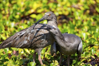 Plumbeous ibis (Harpiprion caerulescens) Pantanal Brazil
