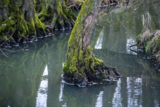 Winterladscape of a swamp with water and trees, Lengenbach, Deining, Upper Palatinate, Bavaria,