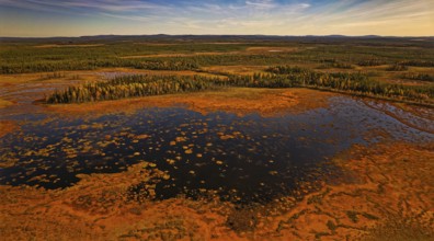 Bog, back woods, autumn, intense colouring, drone shot, Lapland, Northern Finland, Finland, Europe