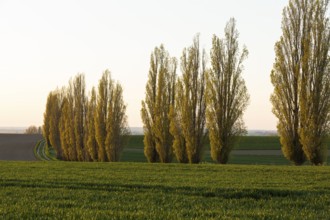 An avenue of poplars (populus) characterising the landscape in the evening light, Lommatzscher