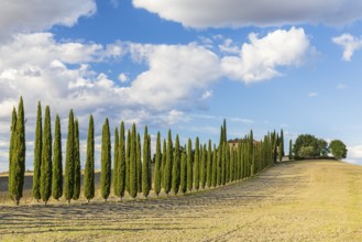 Poggio Covili estate with cypress avenue (Cupressus) on a hill, Castiglione d'Orcia, Val d'Orcia,