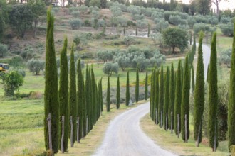 Road leading to the Palazzo massaini at sunset, Unesco world heritage site Val d´Orcia, Italy,