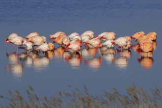 Greater flamingo flock (Phoenicopterus roseus) and Chilean flamingos (Phoenicopterus chilensis)