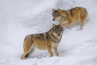 Two Eurasian wolves, European grey wolf (Canis lupus lupus) pair descending snow covered mountain