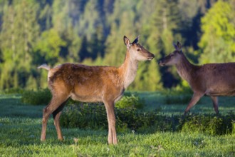 One young female Altai maral, Altai wapiti or Altai elk (Cervus canadensis sibiricus) stands on a