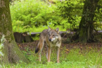 An adult male eurasian gray wolf (Canis lupus lupus) stands at the edge of the forest and watches