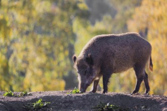 A wild boar or wild pig (Sus scrofa), runs across a clearing in hilly terrain in search of food. In